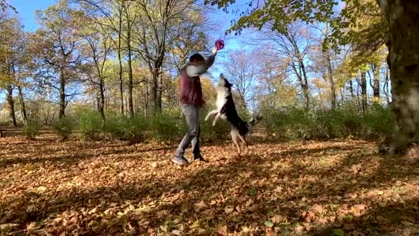Man met hond in park — Stockvideo