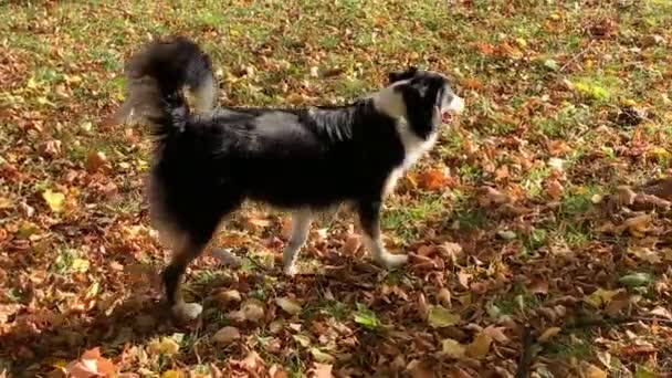 Australian shepherd dog i park — Stockvideo