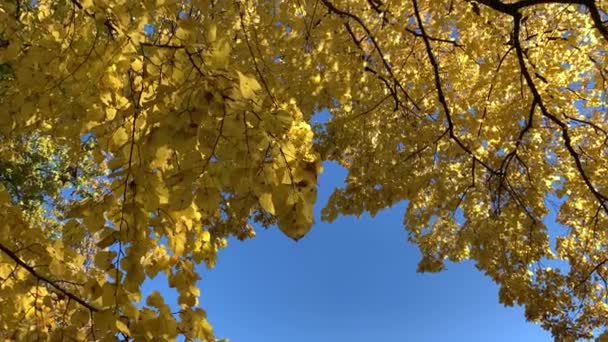 Осенний городской парк — стоковое видео