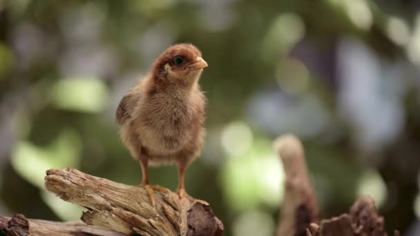 Pasgeboren bruin kuiken — Stockvideo