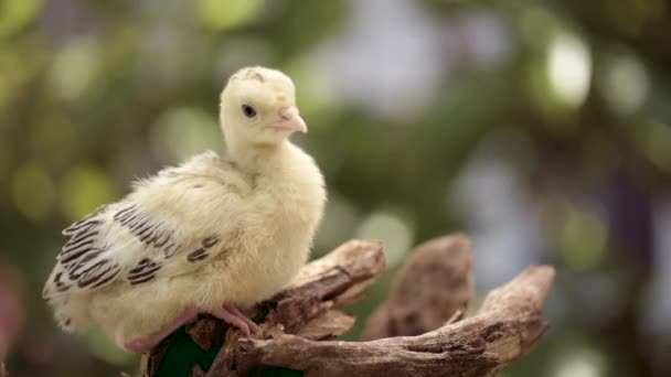 Новорожденная курица — стоковое видео