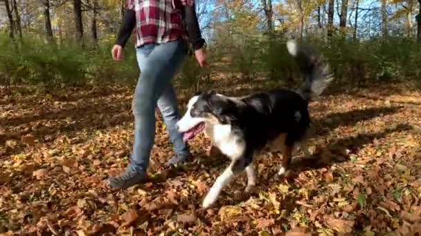 Женщина с собакой в парке — стоковое видео