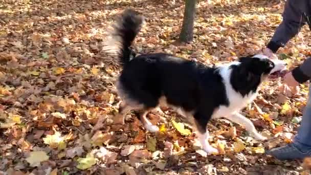 Mujer con perro en el parque — Vídeos de Stock