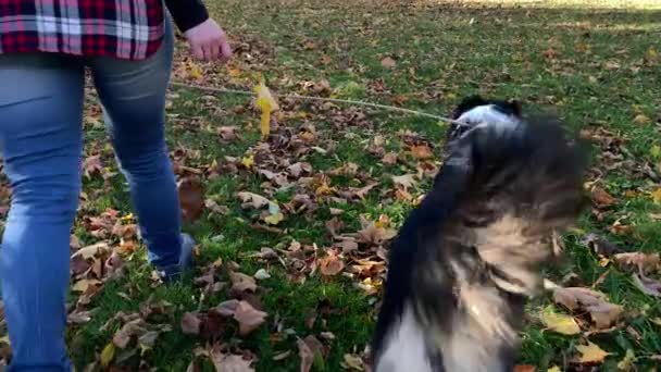 Жінка з собакою в парку — стокове відео