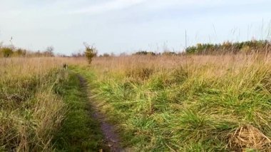 Avustralya çoban köpeği Park