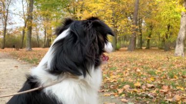 Avustralya çoban köpeği Park