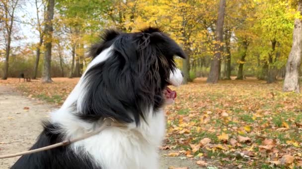 Perro pastor australiano en parque — Vídeo de stock