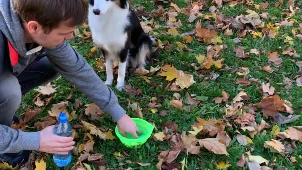 Hund dricksvatten i park — Stockvideo