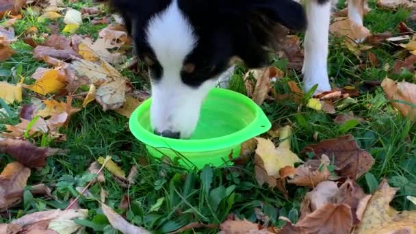 Собака пьет воду в парке — стоковое видео