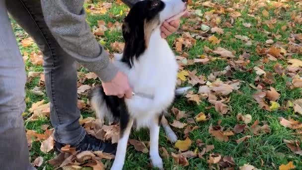 Homem penteando seu cão — Vídeo de Stock