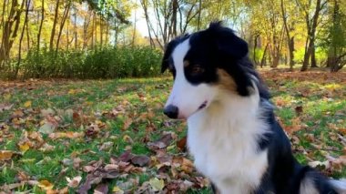 Avustralya çoban köpeği Park