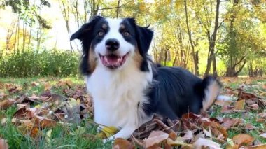 Avustralya çoban köpeği Park