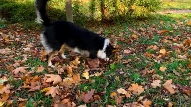 Avustralya çoban köpeği Park