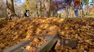 Avustralya çoban köpeği Park