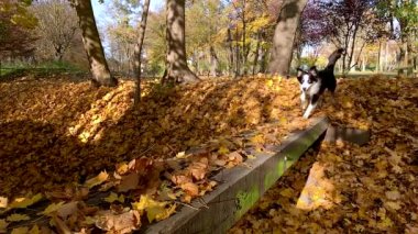 Avustralya çoban köpeği Park