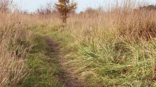 Berger australien chien dans le parc — Video