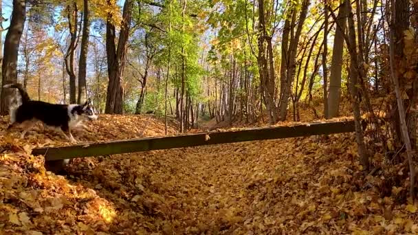 Berger australien chien dans le parc — Video