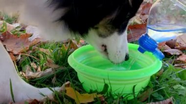 Köpek içme suyu Park