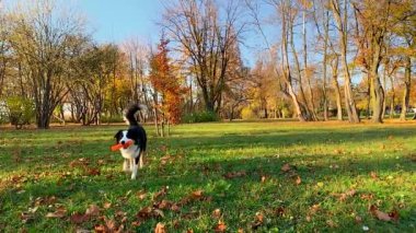Köpek oyuncak Park ile