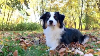 Avustralya çoban köpeği Park