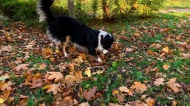 Avustralya çoban köpeği Park