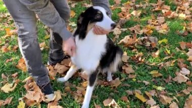Adam köpeğini penye