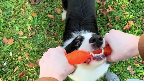Hund med leksak på park — Stockvideo