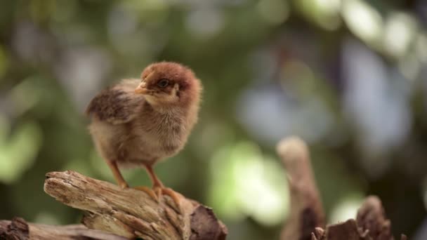 Newborn brown chick 