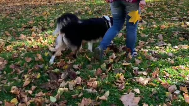 Vrouw met hond in park — Stockvideo