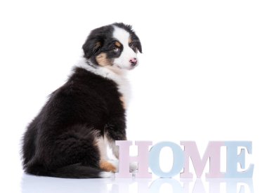 Avustralyalı çoban köpek