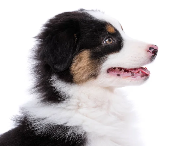 Australian Shepherd puppy — Stock Photo, Image