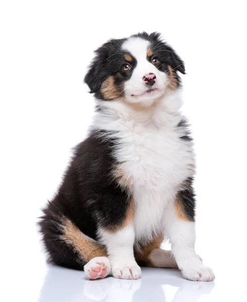 Australian Shepherd puppy — Stock Photo, Image