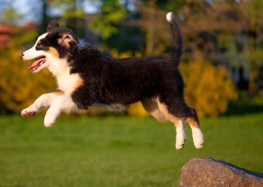 Avustralyalı çoban köpek