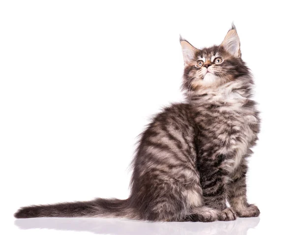 Maine Coon kitten on white — Stock Photo, Image