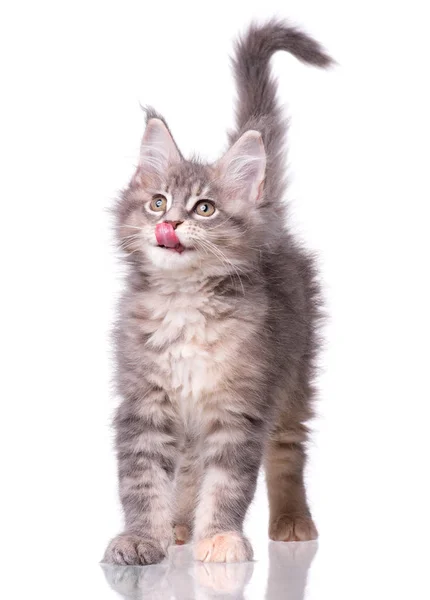 Maine Coon kitten op wit — Stockfoto