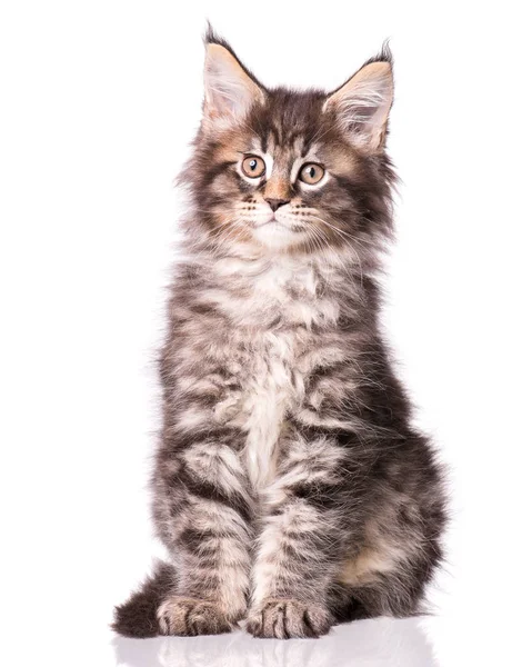 Maine Coon kattunge på vit — Stockfoto