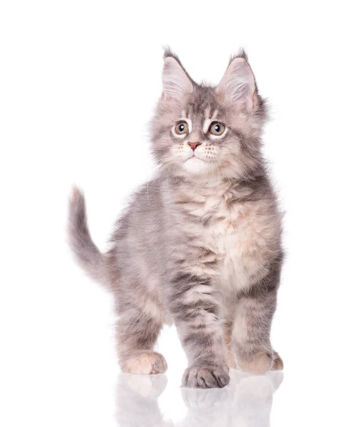 Maine Coon kedi beyaz — Stok fotoğraf