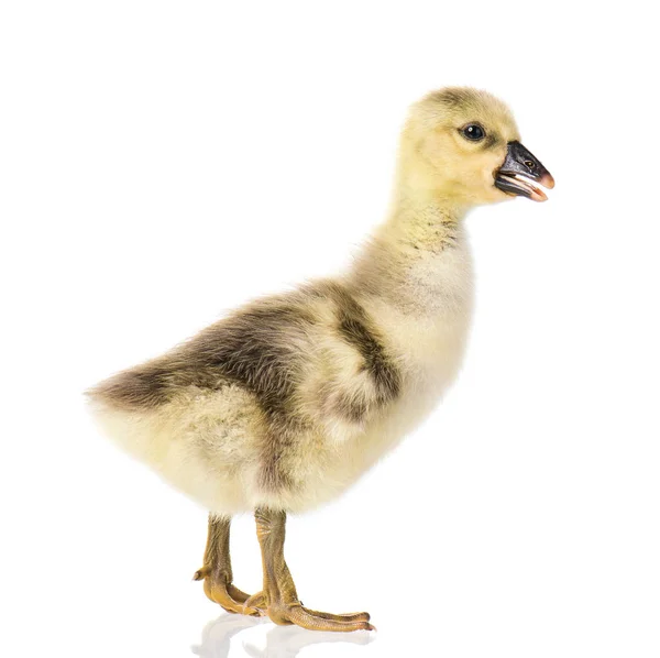 Schattig pasgeboren gosling — Stockfoto