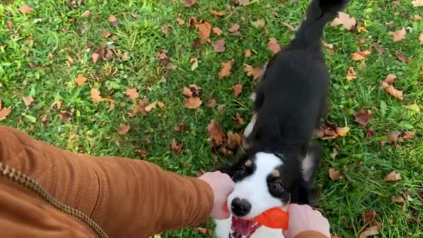 Hund med leksak på park — Stockvideo