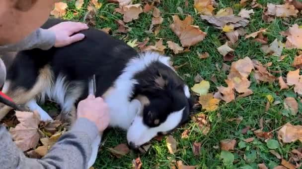Mann kämmt seinen Hund — Stockvideo