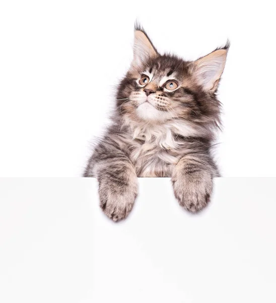 Maine Coon kitten with blank — Stock Photo, Image