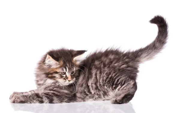 Maine Coon gattino su bianco — Foto Stock