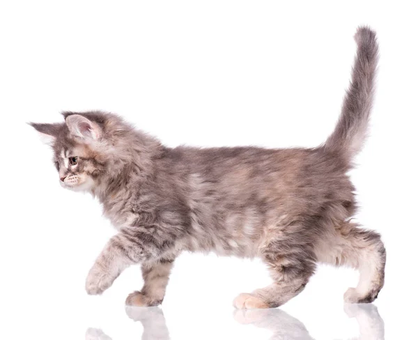 Maine Coon gattino su bianco — Foto Stock