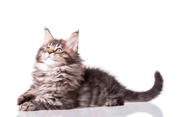 Maine Coon gattino su bianco — Foto Stock