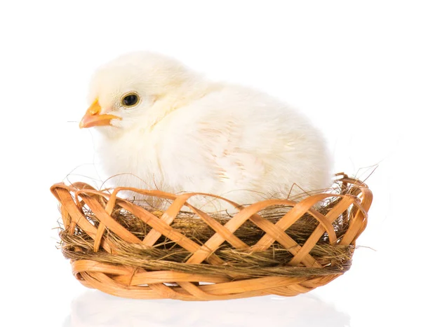 Novorozence kuře na bílém pozadí — Stock fotografie