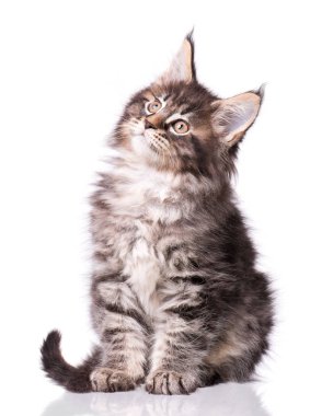 Maine Coon kedi beyaz