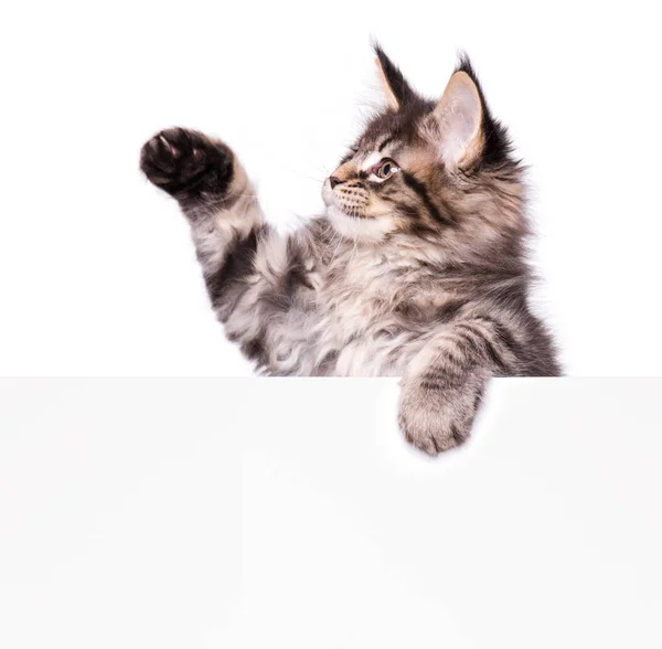 Мейн Кун кошеня пусте — стокове фото