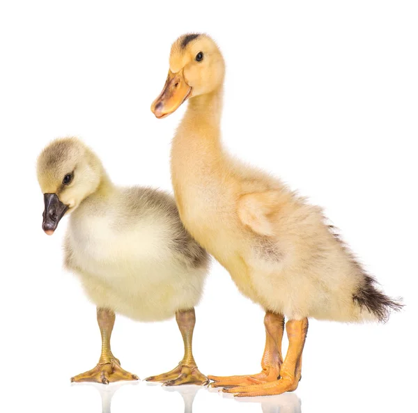 Cute newborn gosling and duckling — Stock Photo, Image