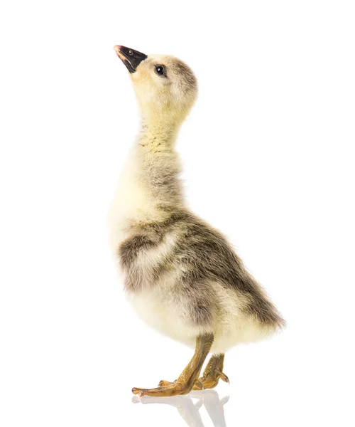 Cute noworodka gosling — Zdjęcie stockowe