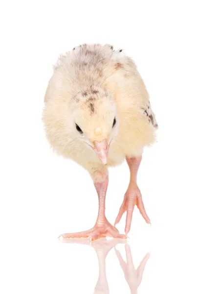 Pequeno peru de frango — Fotografia de Stock